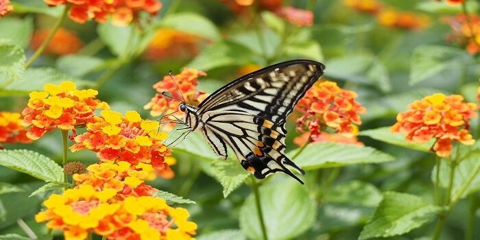 LANTANA–700×390
