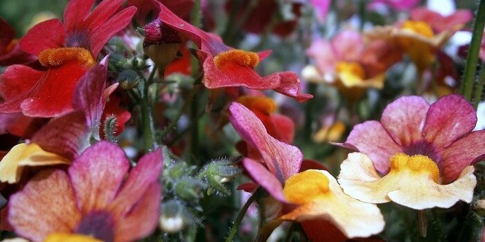 Nemesia–700×390