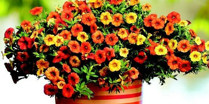 Calibrachoa-700×390