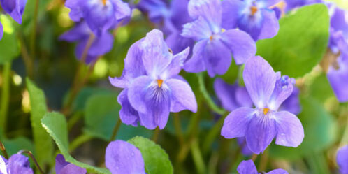 violetta-jpg