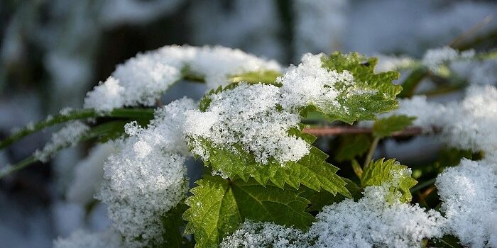 PROTEZIONE-DAL-GELO–700×390