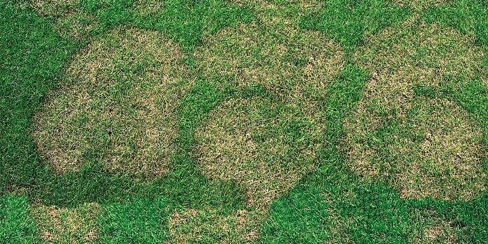 Rhizoctonia-700×390