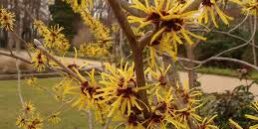 hamamelis