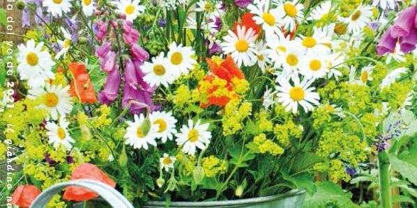 agendadelverde2021_daveli_garden_center