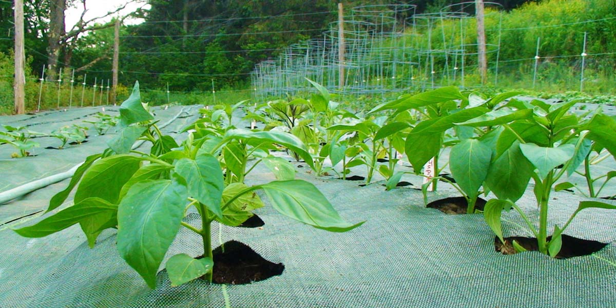 Telo Pacciamatura Antierba In Pile – 24 M², 80g/m², Larghezza 1,5 M – Proteggi Il Giardino