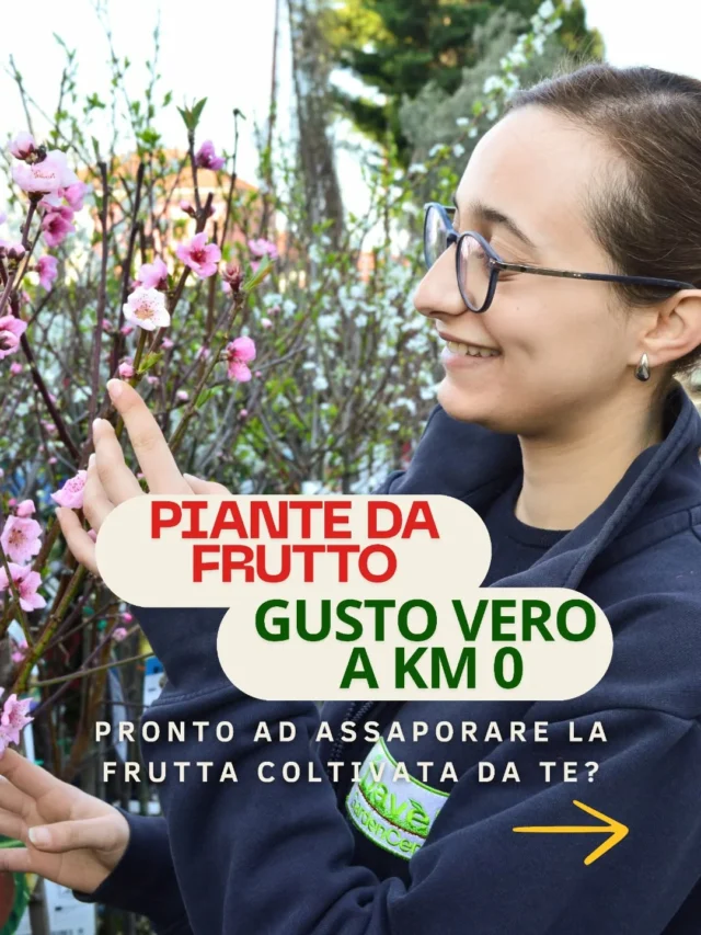 POWERS TO FLOWERS - Ciclamino SUPERSERIE Rosso, Fioritura Extra, 3 Piante In Vaso 12cm, Piante Vere Con Omaggio